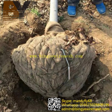 Remove Trees Wire Mesh Tree Root Ball Netting